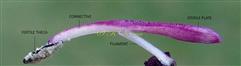  Stamen
